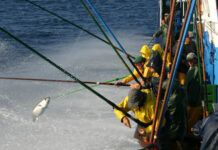 Bonito del norte sostenible, impulsado por la flota vasca