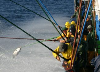 Bonito del norte sostenible, impulsado por la flota vasca