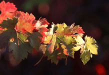 Los caminos del Rioja Alavesa: descúbrelos