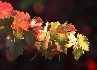 Los caminos del Rioja Alavesa: descúbrelos