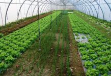 La agricultura ecológica de Euskadi sigue al alza