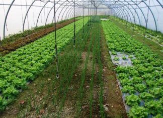 La agricultura ecológica de Euskadi sigue al alza