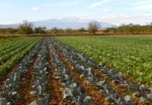 Verdura de temporada, de la huerta de la Ribera a casa