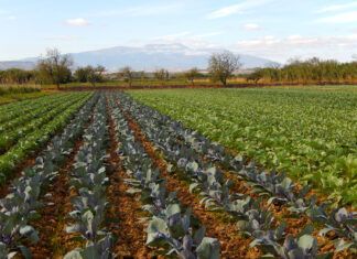 Verdura de temporada, de la huerta de la Ribera a casa