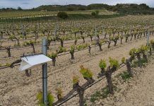 Laserna Confusión, mejorar la calidad de la uva de Rioja Alavesa