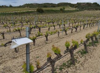 Laserna Confusión, mejorar la calidad de la uva de Rioja Alavesa
