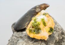 Los consumidores son el Jurado en el Campeonato de Bizkaia de Pintxos