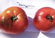 Tomate de Aretxabaleta, el mejor de España por segundo año consecutivo