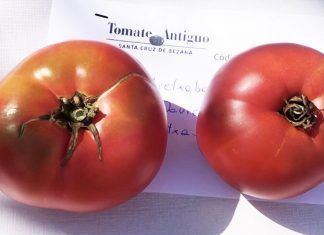 Tomate de Aretxabaleta, el mejor de España por segundo año consecutivo
