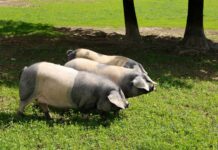Protección para la raza porcina autóctona Euskal Txerria