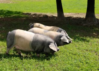Protección para la raza porcina autóctona Euskal Txerria